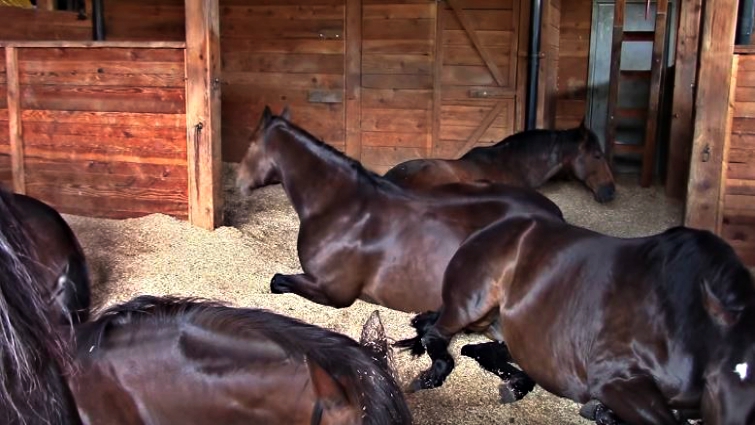 Horses Farting and Snoring While Snoozing